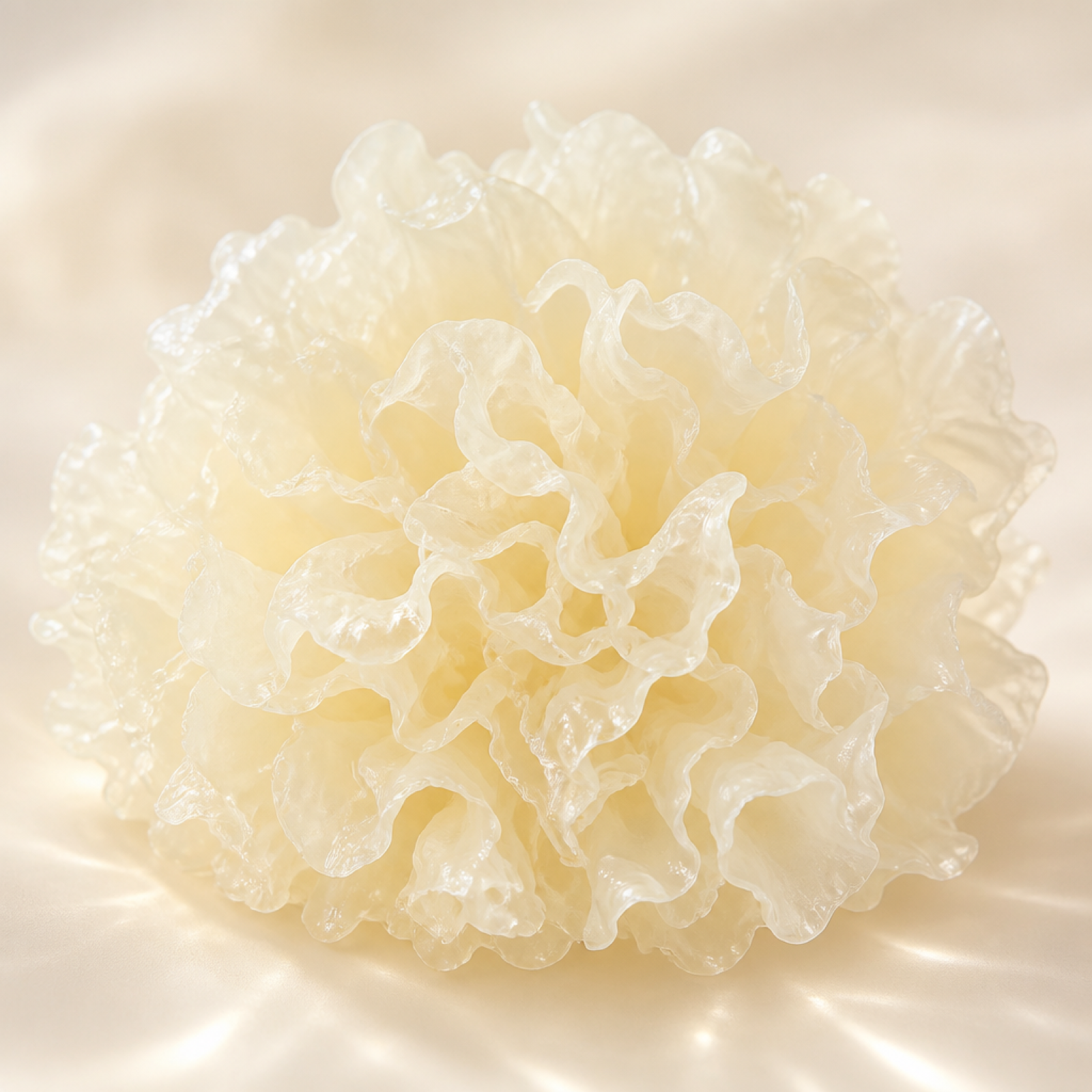 Tremella